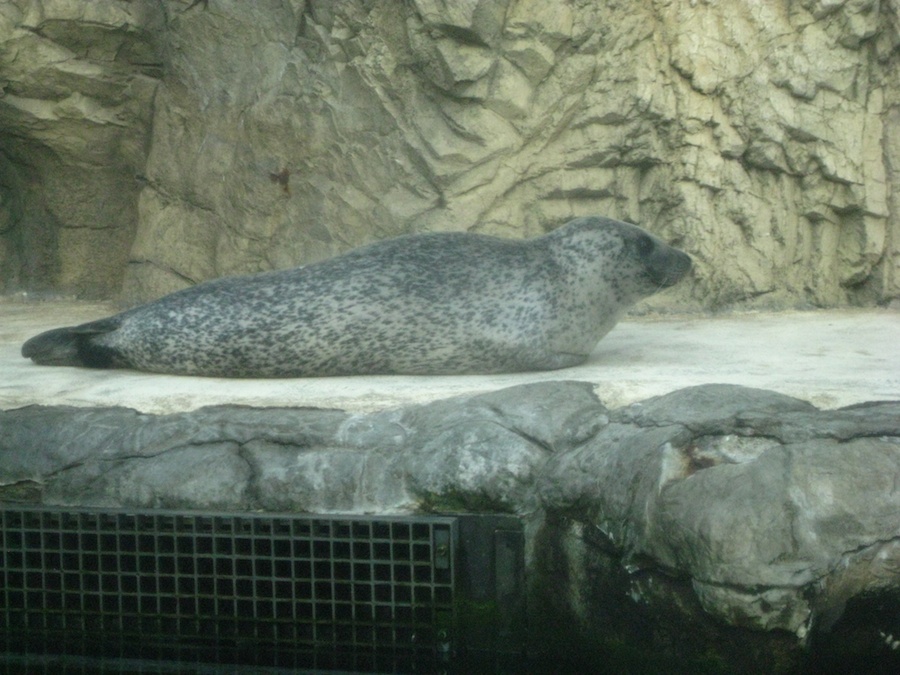 15th anniversary for the Aquarium Of The Pacific