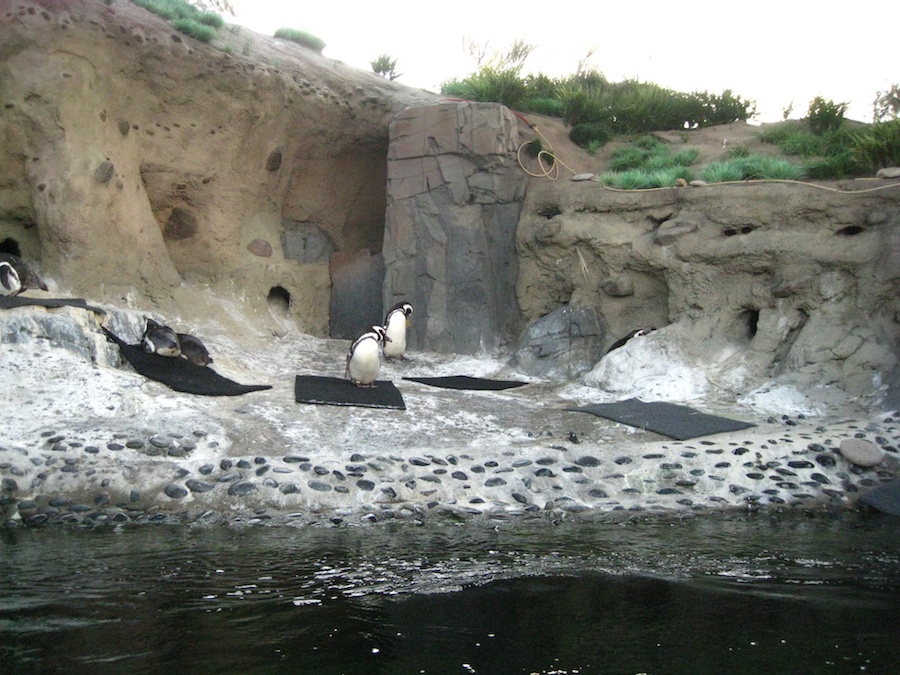 15th anniversary for the Aquarium Of The Pacific