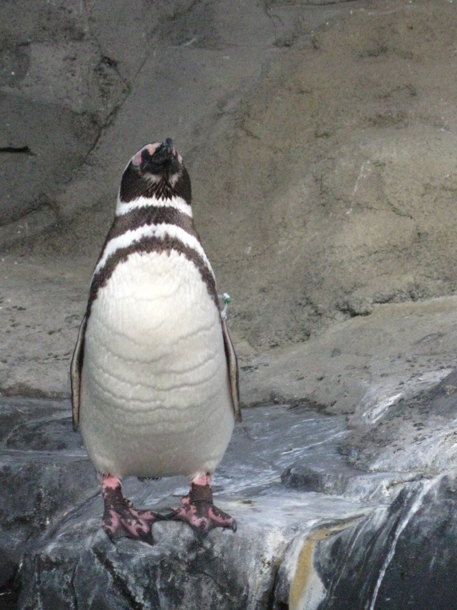 15th anniversary for the Aquarium Of The Pacific