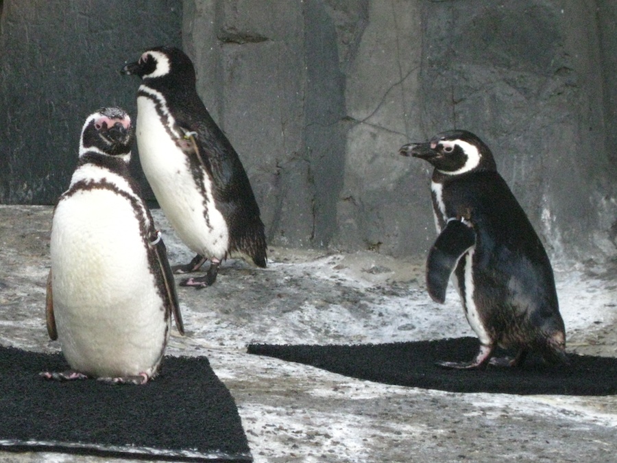 15th anniversary for the Aquarium Of The Pacific