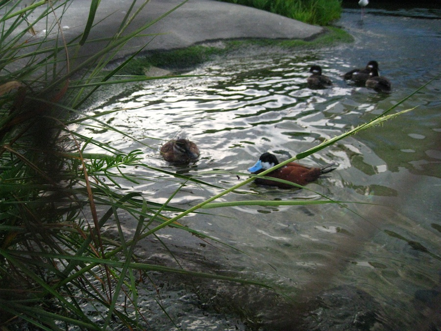 15th anniversary for the Aquarium Of The Pacific