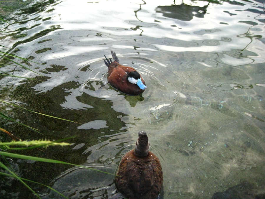 15th anniversary for the Aquarium Of The Pacific