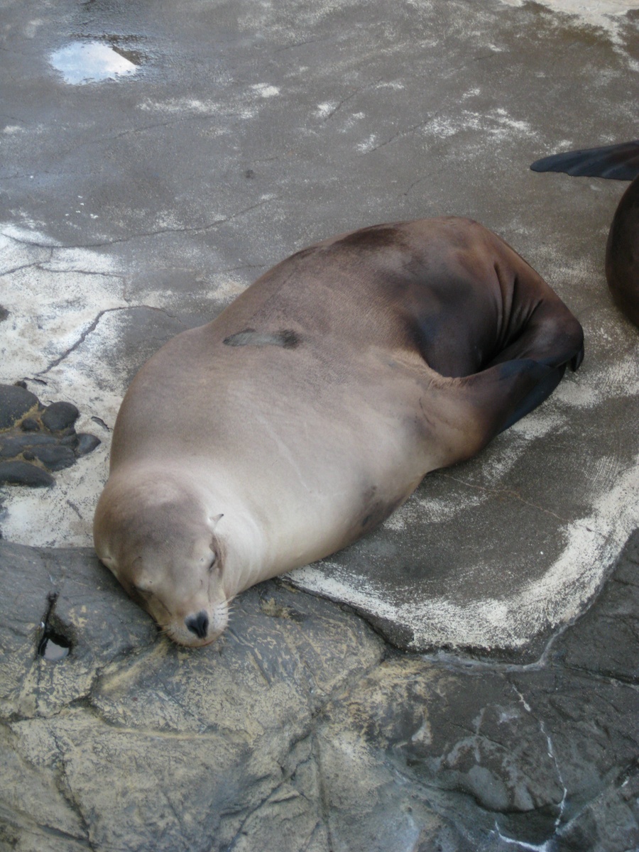 15th anniversary for the Aquarium Of The Pacific