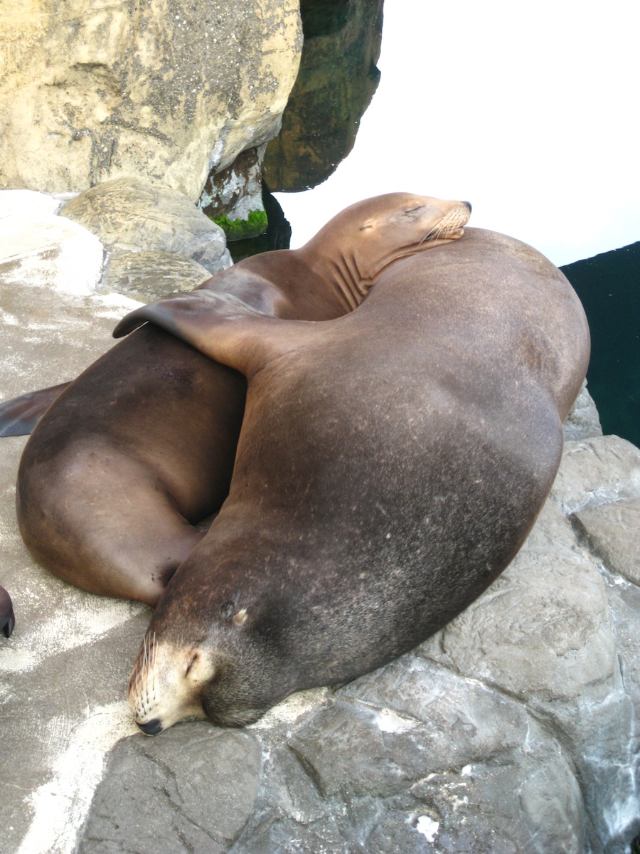 15th anniversary for the Aquarium Of The Pacific