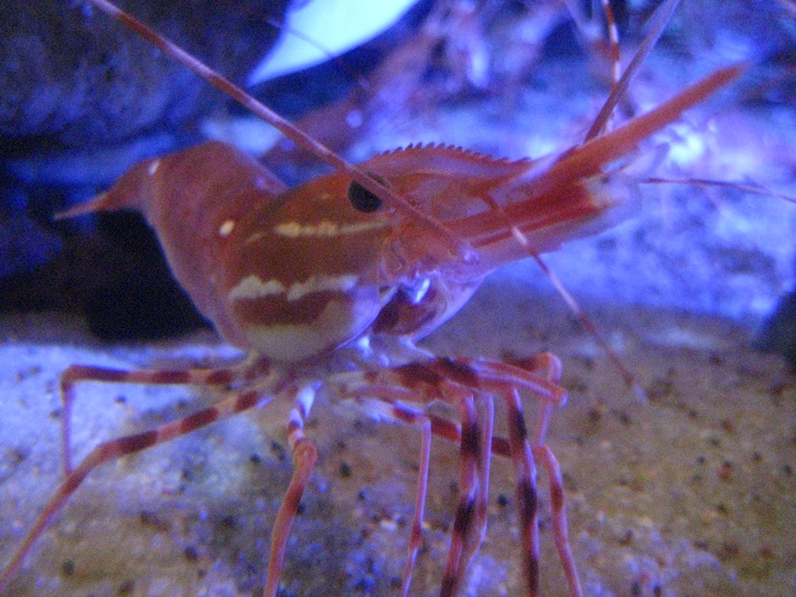 15th anniversary for the Aquarium Of The Pacific