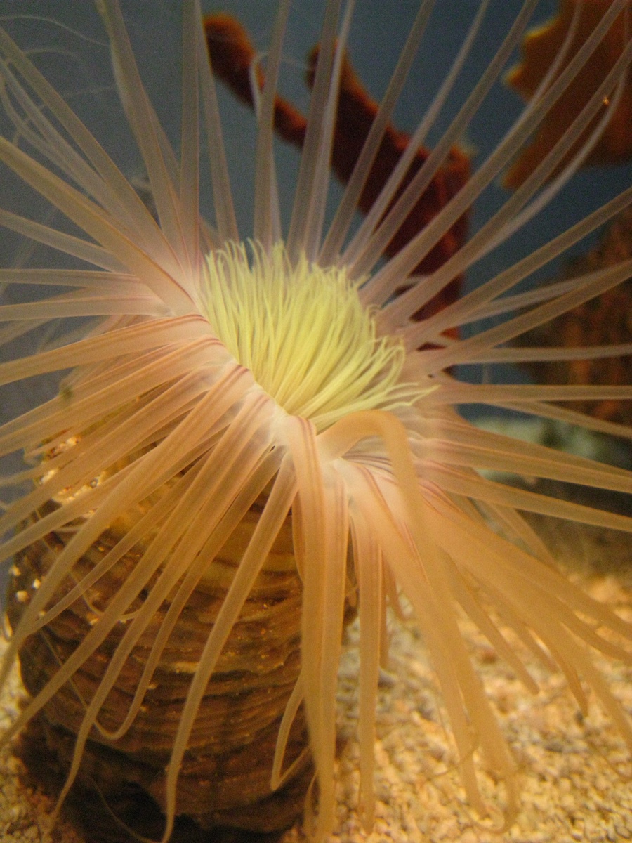 15th anniversary for the Aquarium Of The Pacific