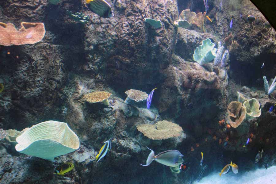 Aquarium Of The PAcific With Friends September 2014