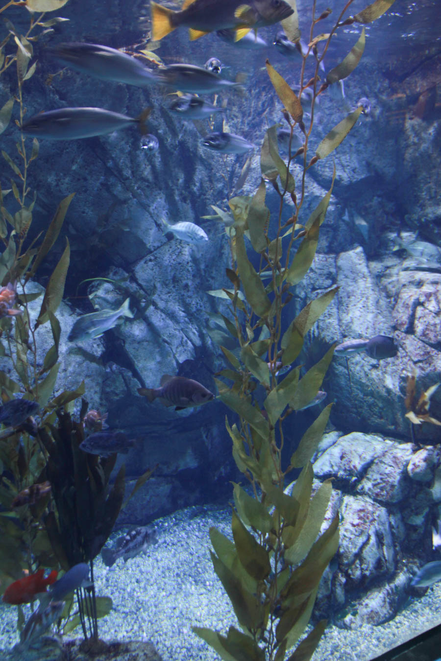 Aquarium Of The PAcific With Friends September 2014