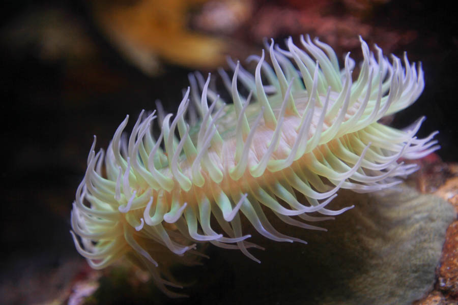 Aquarium Of The PAcific With Friends September 2014