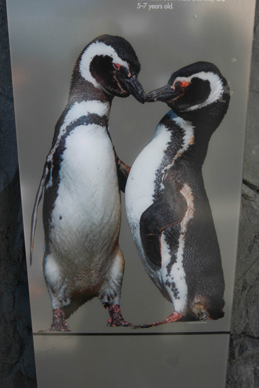 Aquarium Of The PAcific With Friends September 2014