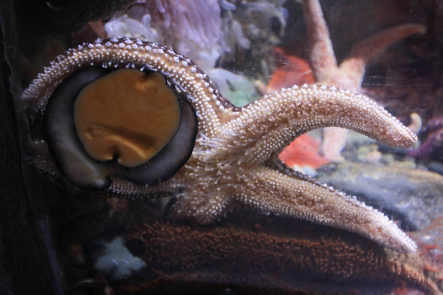 Aquarium Of The PAcific With Friends September 2014