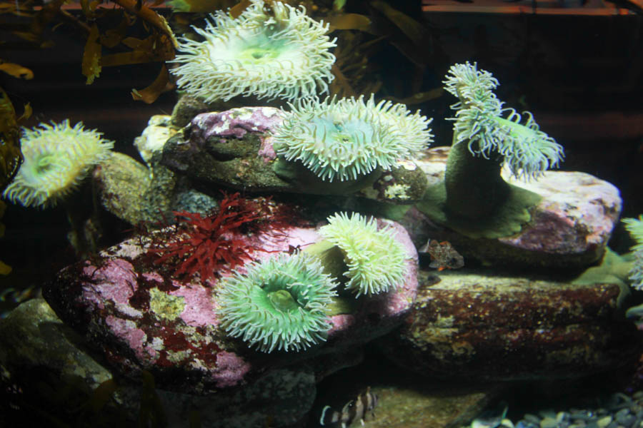 Aquarium Of The PAcific With Friends September 2014