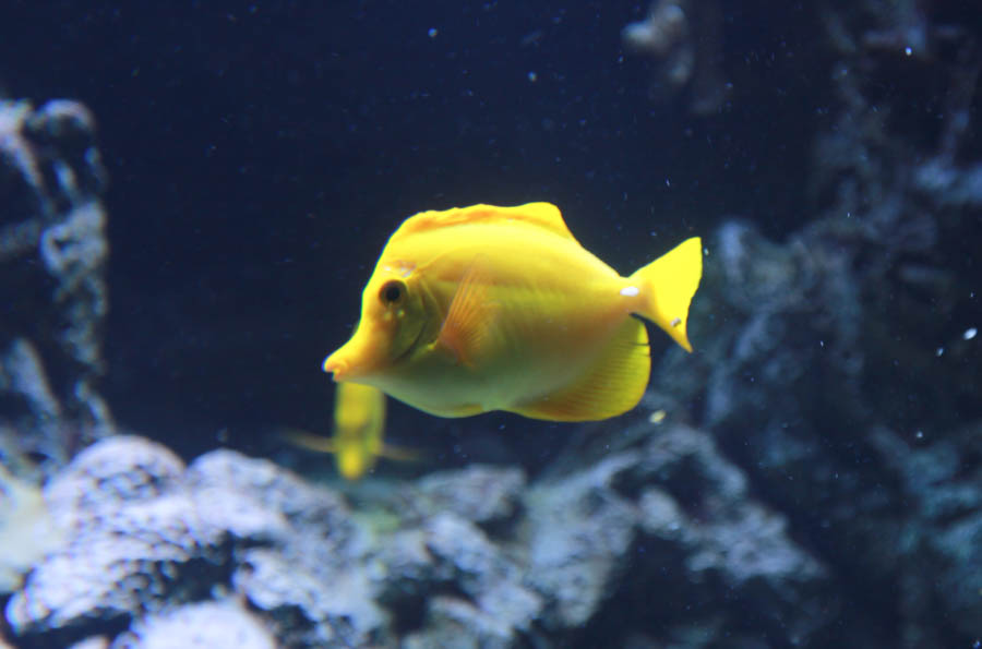 Aquarium Of The PAcific With Friends September 2014