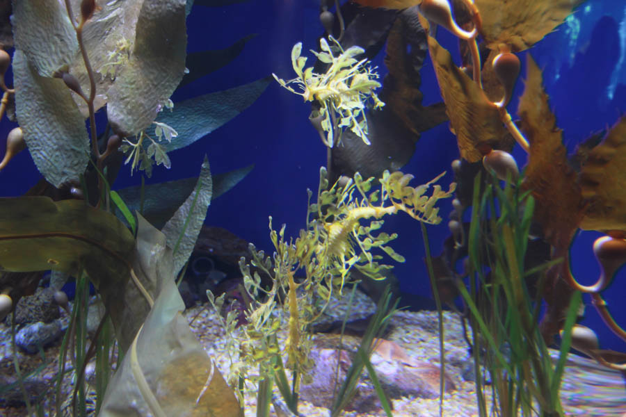 Aquarium Of The PAcific With Friends September 2014