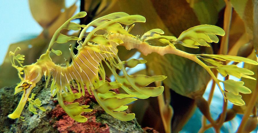 Aquarium Of The PAcific With Friends September 2014