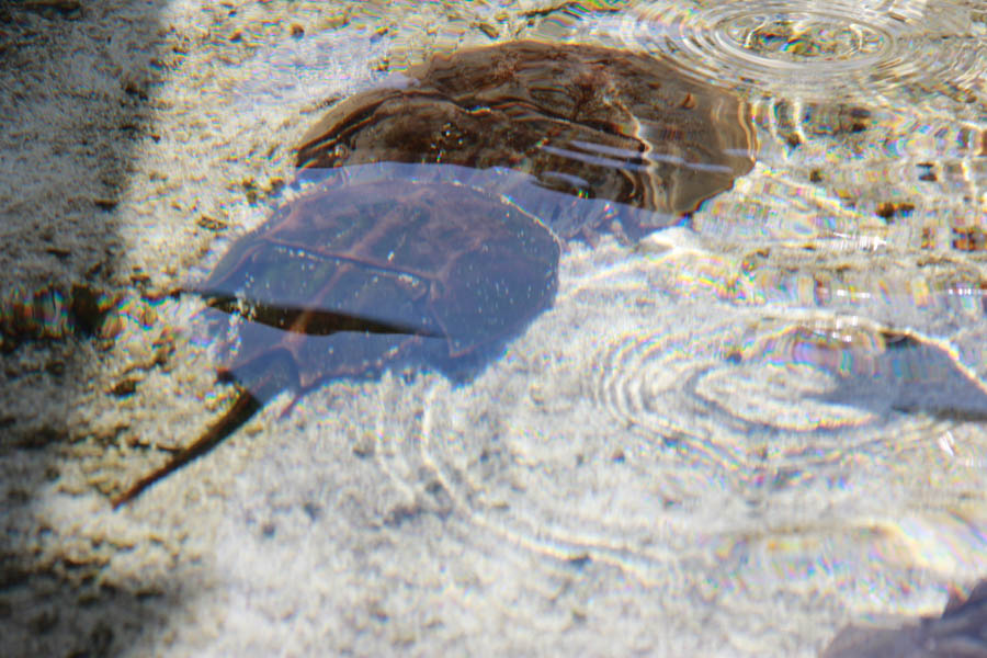 Walking at the Long Beach Aquarium 5/25/2016