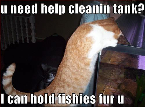 Cat wanting to hold fish