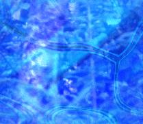 Avalon Ball Backgrounds