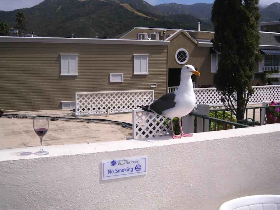 Pre dinner cavorting up on the roof