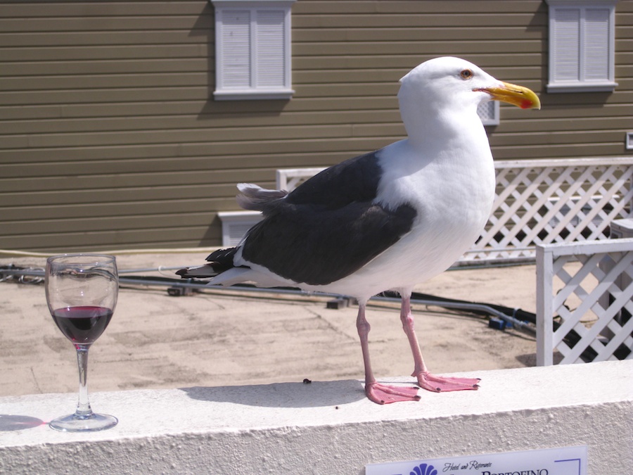 Pre dinner cavorting up on the roof