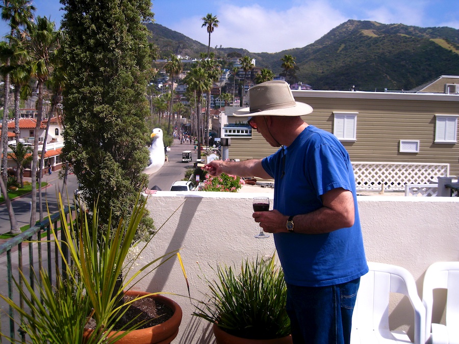 Pre dinner cavorting up on the roof