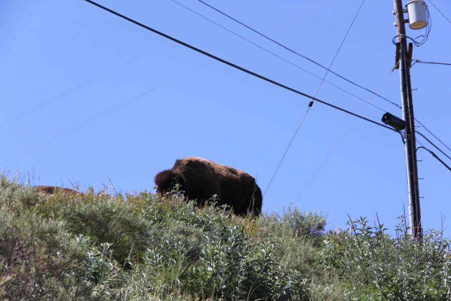 Anniversary trip to Catalina 3/24/2017