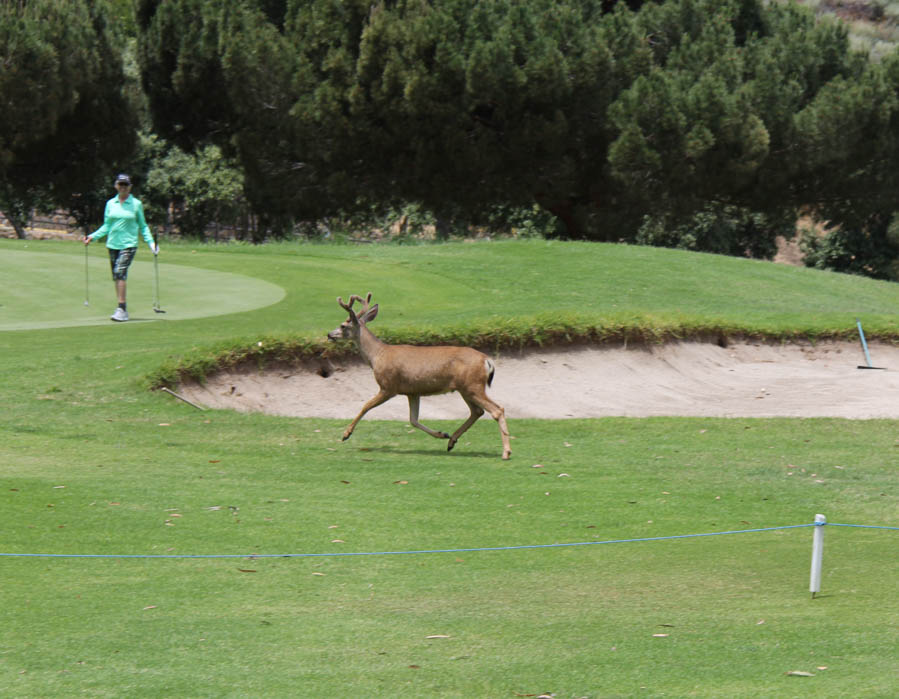 Avalon Ball 2019 Saturday Golf