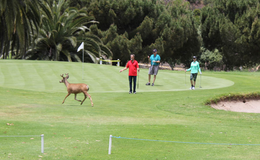 Avalon Ball 2019 Saturday Golf