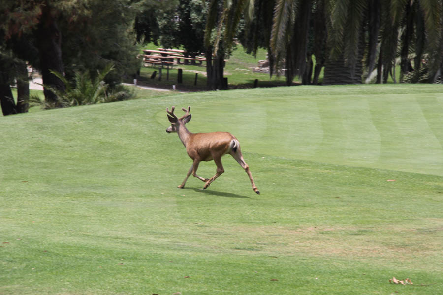 Avalon Ball 2019 Saturday Golf