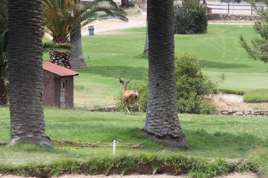 Avalon Ball 2019 Saturday Golf