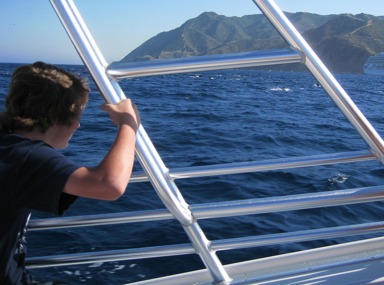 Dolphins and going home from Catalina August 2009