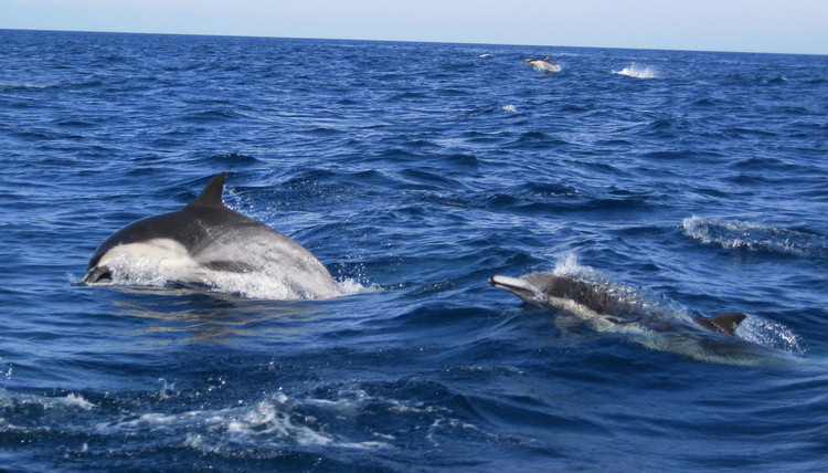 Dolphins and going home from Catalina August 2009