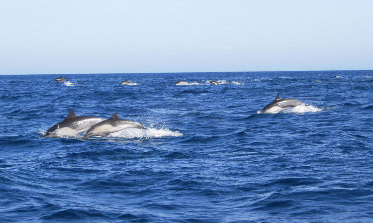 Dolphins and going home from Catalina August 2009