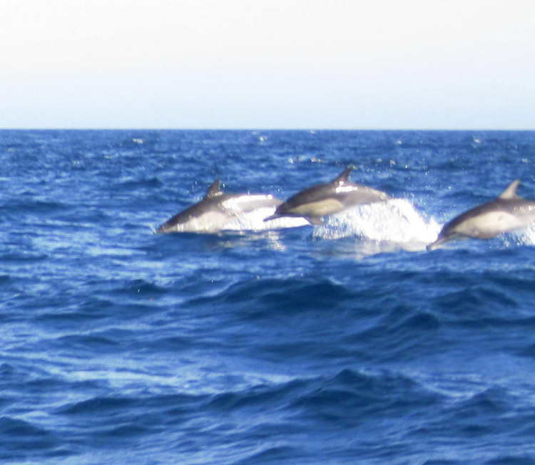 Dolphins and going home from Catalina August 2009