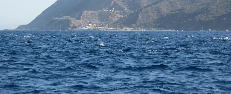 Dolphins and going home from Catalina August 2009