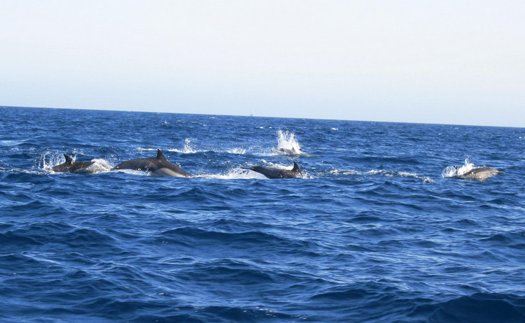 Dolphins and going home from Catalina August 2009