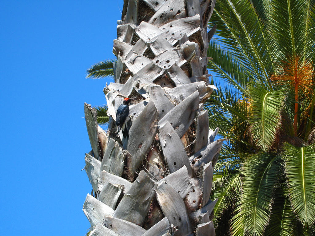 Woodpeckers