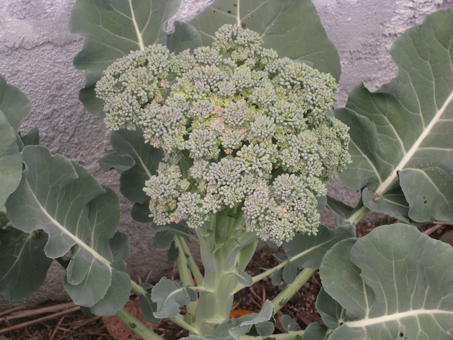 Cooking broccoli cheese soup from the garden