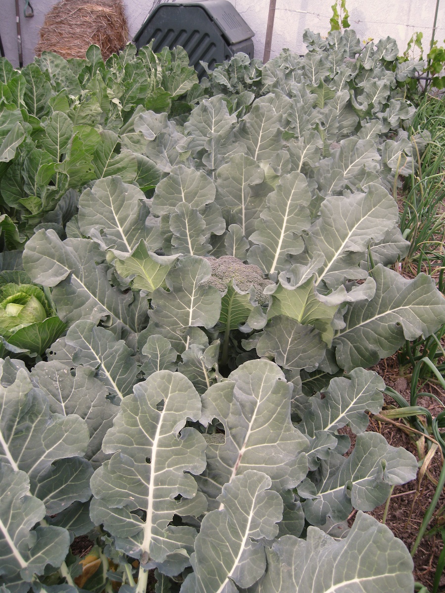 Cooking broccoli cheese soup from the garden