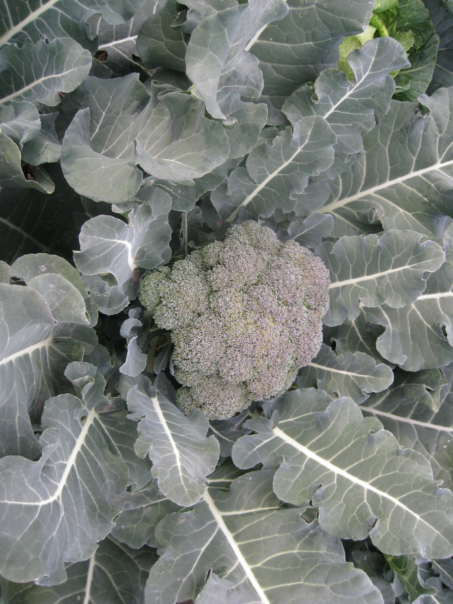 Cooking broccoli cheese soup from the garden