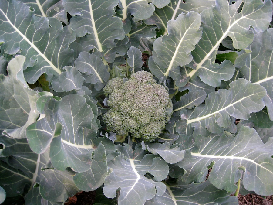 Cooking broccoli cheese soup from the garden