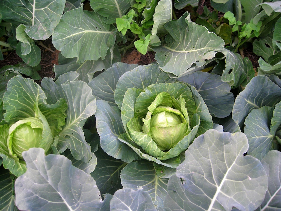 Cooking broccoli cheese soup from the garden