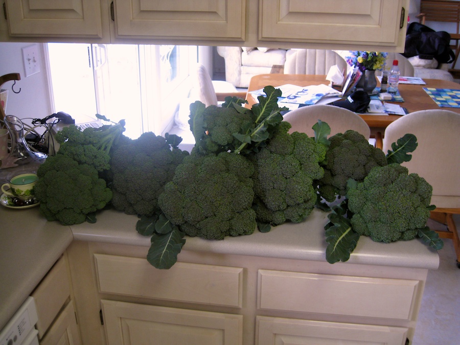 Cooking broccoli cheese soup from the garden