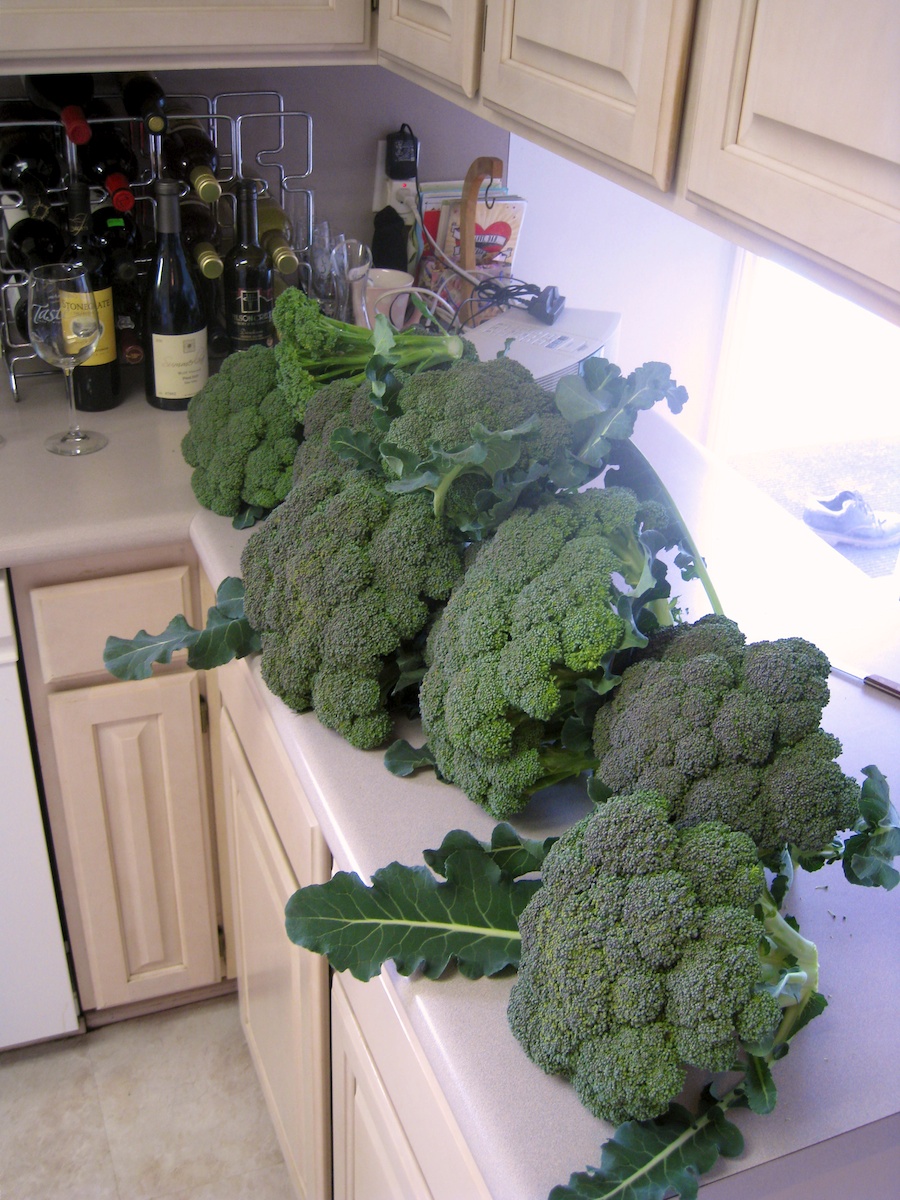 Cooking broccoli cheese soup from the garden