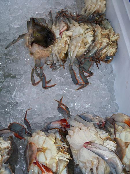 Soft Shelled Crab