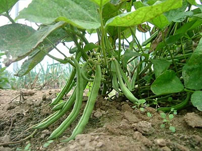 Greenbean plant