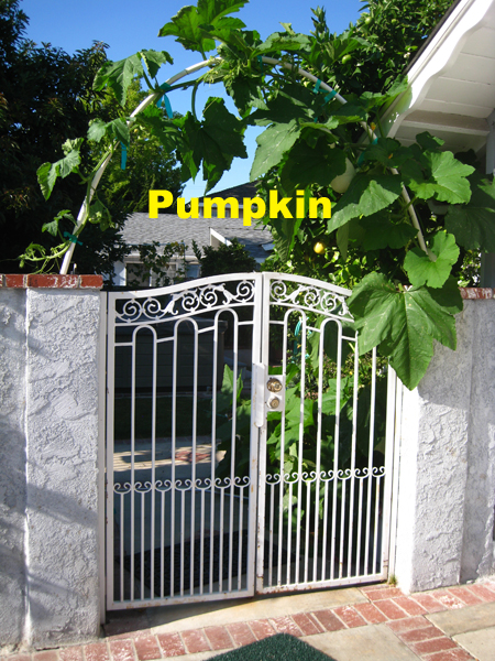 pumpkin