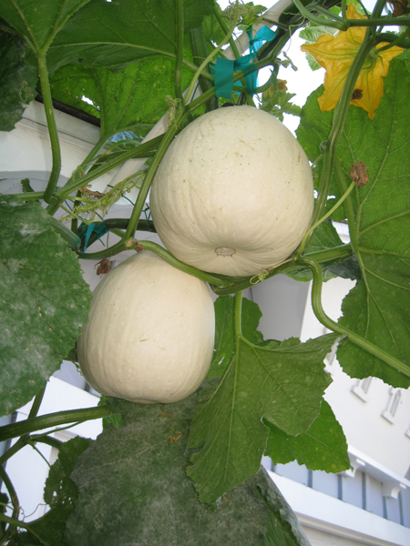 pumpkins