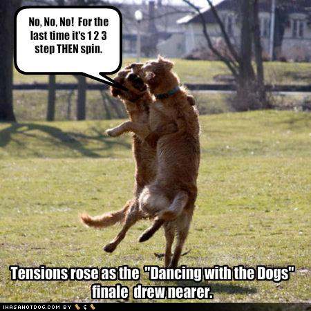 funny-dog-pictures-dogs-rehearse-their-dance