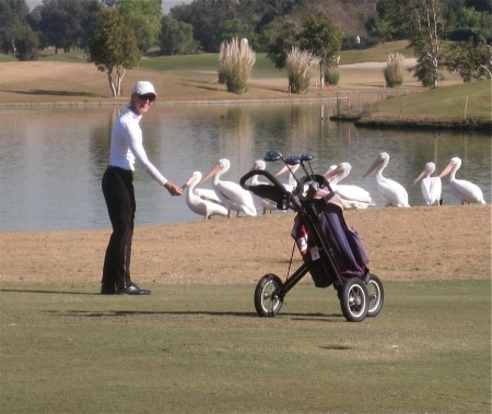 Golf, friends, and pelicans 12/8/2011